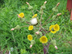 Sonchus_oleraceus_Bluetenstand